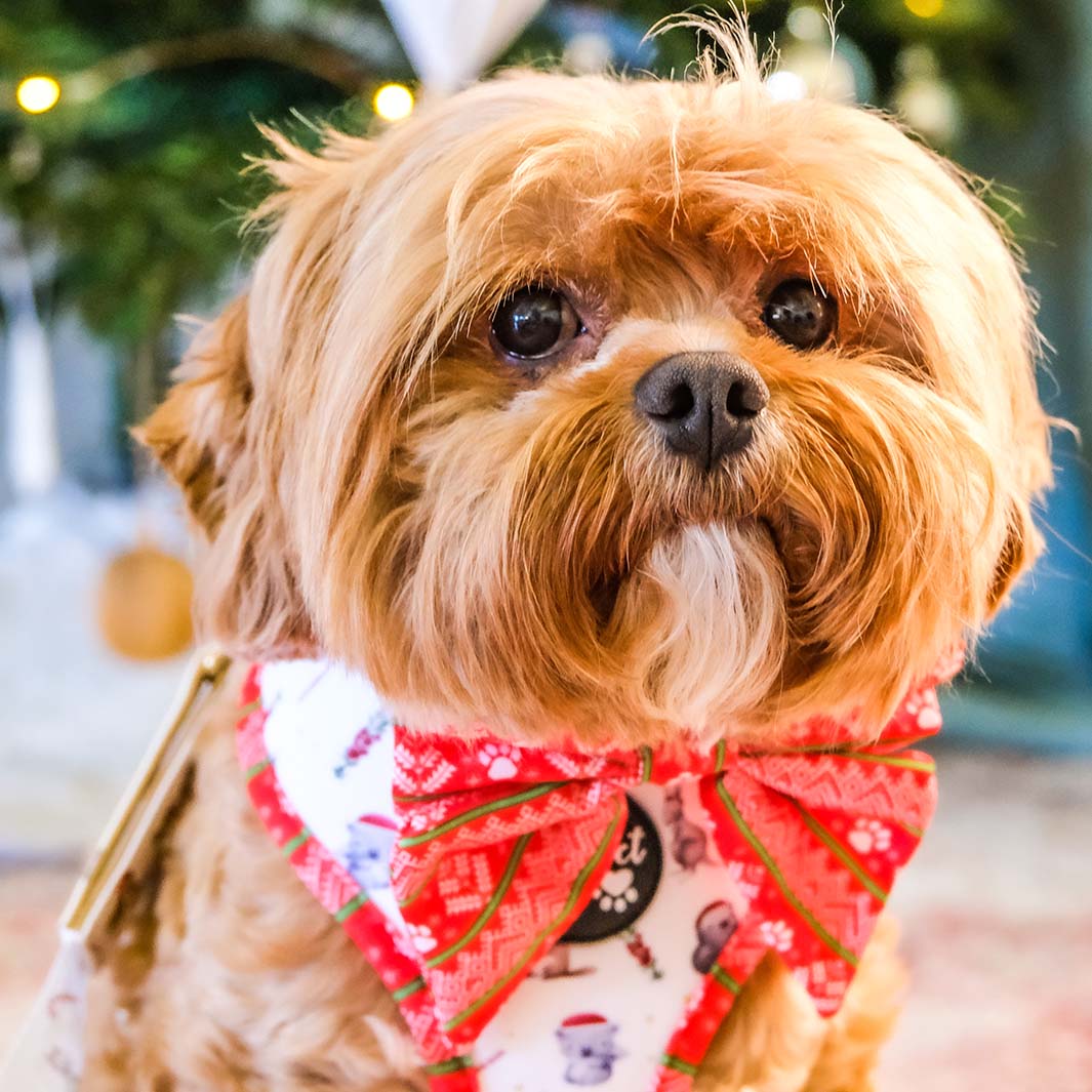 AmbassaDOG Bertie in the Sleigh-In It bow tie and reversible harness.
