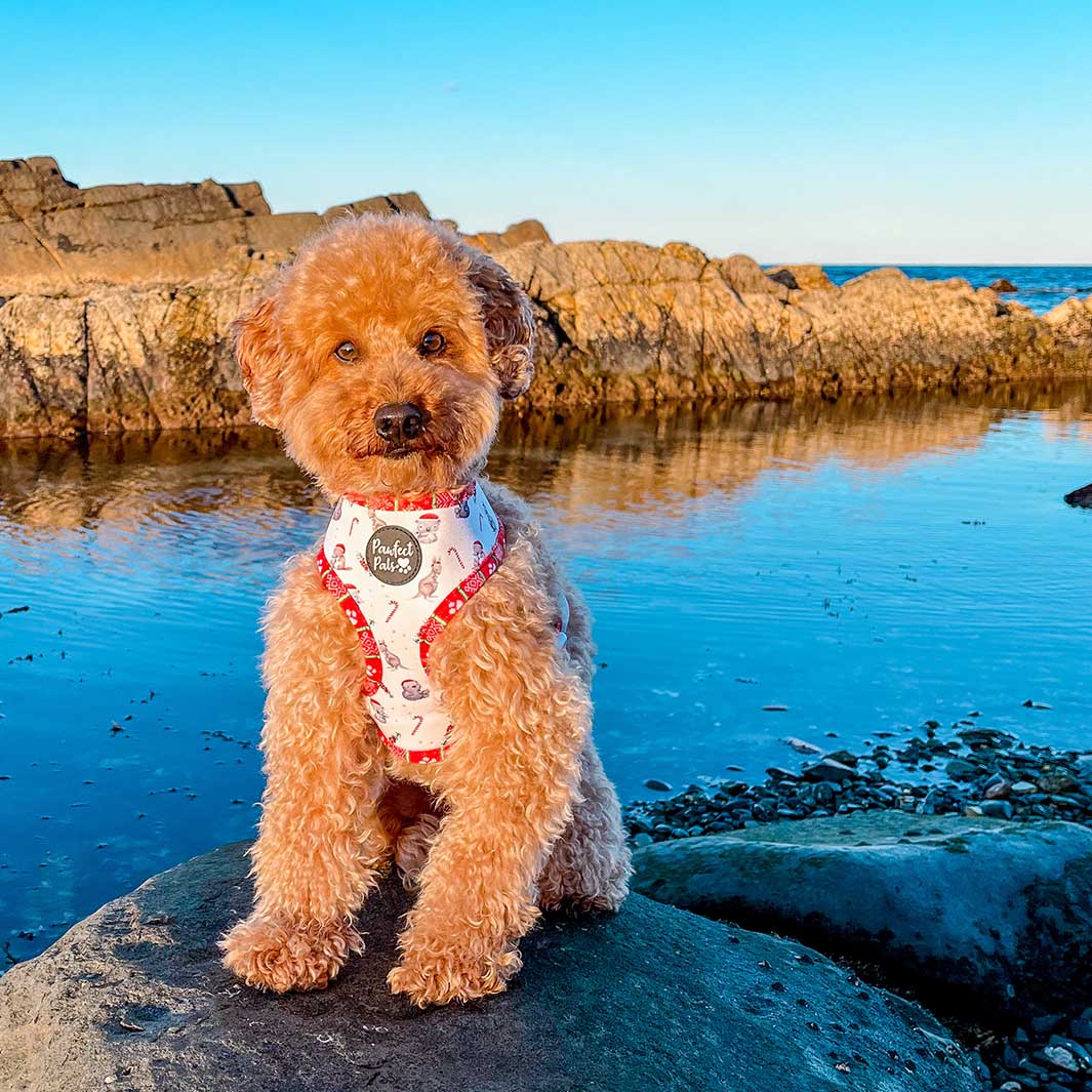 AmbassaDOG Bolonka Sam showing off the reverse side of the Sleigh-In It reversible harness.