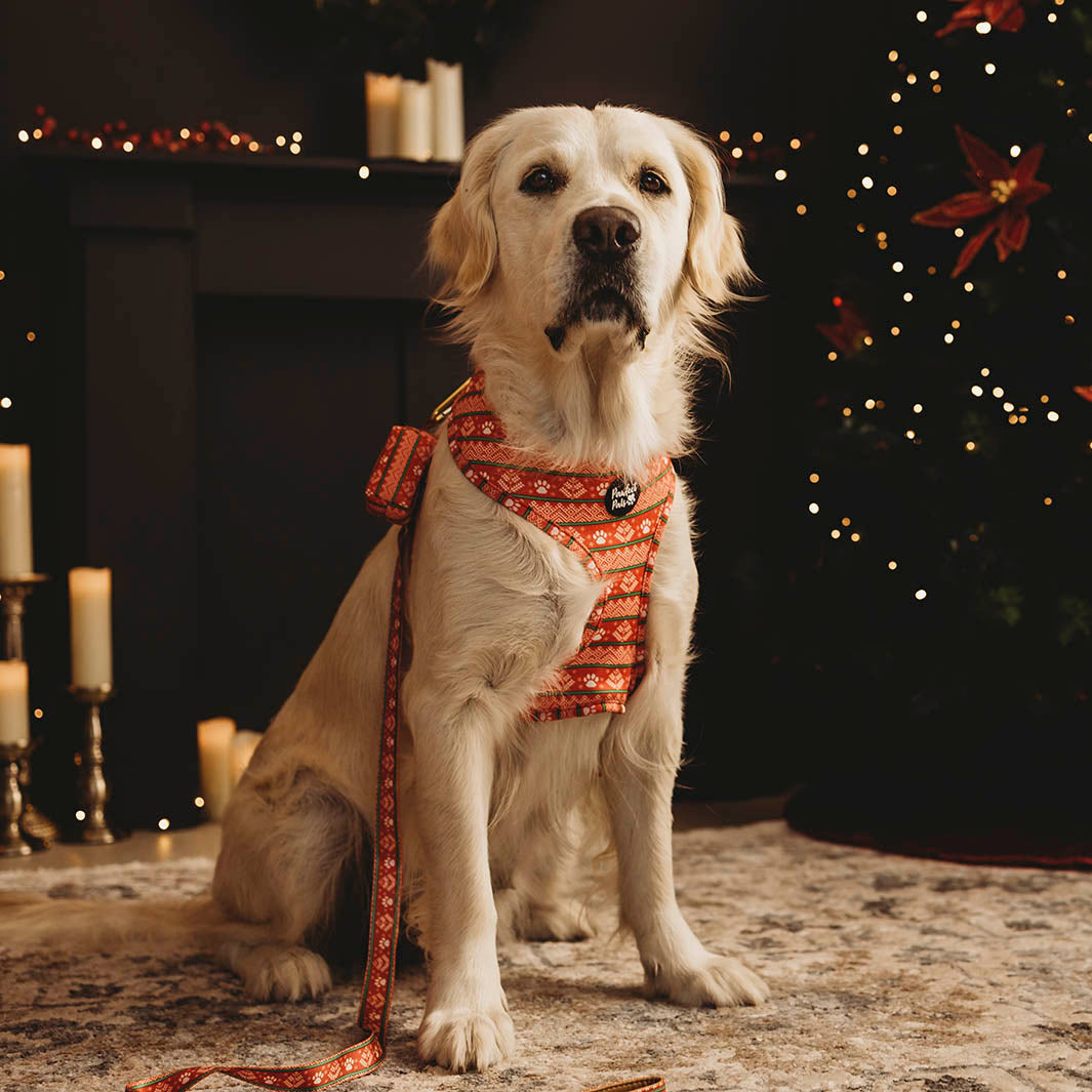 AmbassaDOG Nala in the Sleigh-In It reversible harness, lead and waste bag holder.