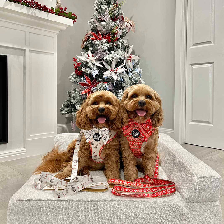 AmbassaDOGs The Cavoodle Sisters in Sleigh-In It and Aussie Animal Christmas accessories.