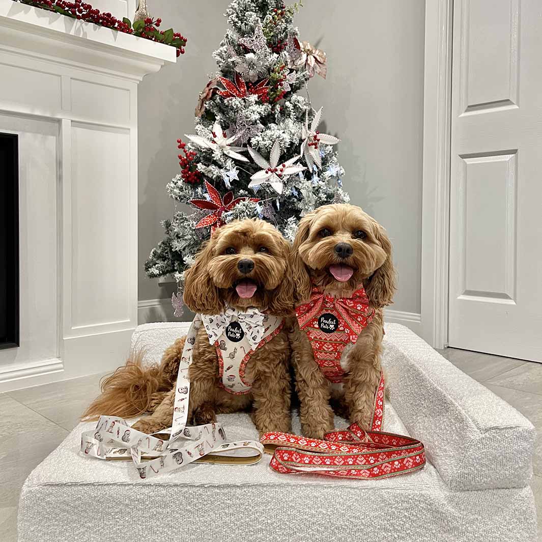 AmbassaDOGs The Cavoodle Sisters in Sleigh-In It and Aussie Animal Christmas accessories.