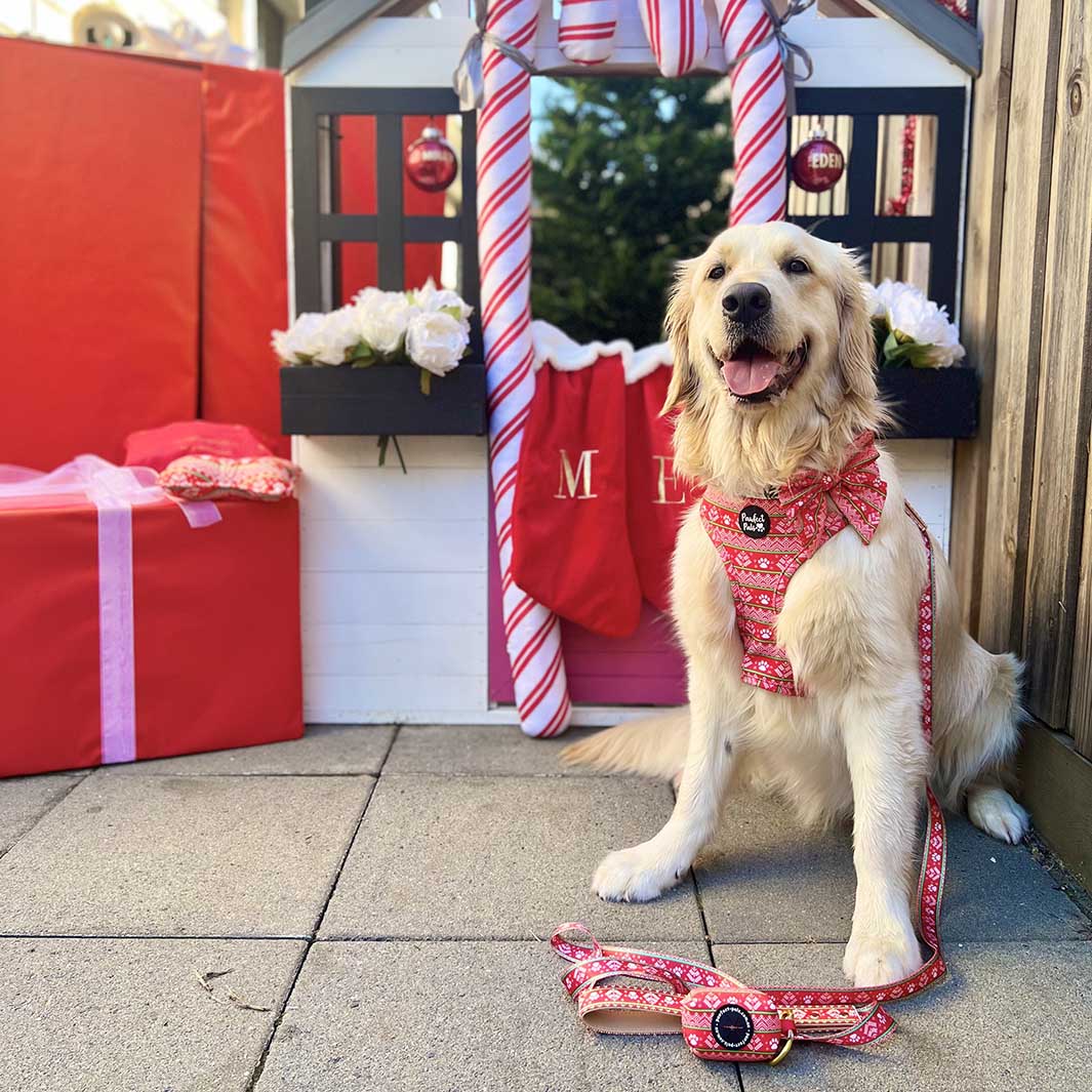 AmbassaDOG Eden in her Sleigh-In It reversible harness, lead, bow tie and waste bag holder.