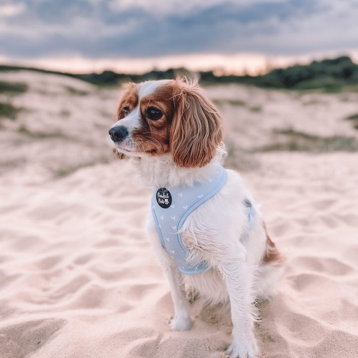 AmbassaDOG Cleo in the Some'Bud'y to Love reversible harness.