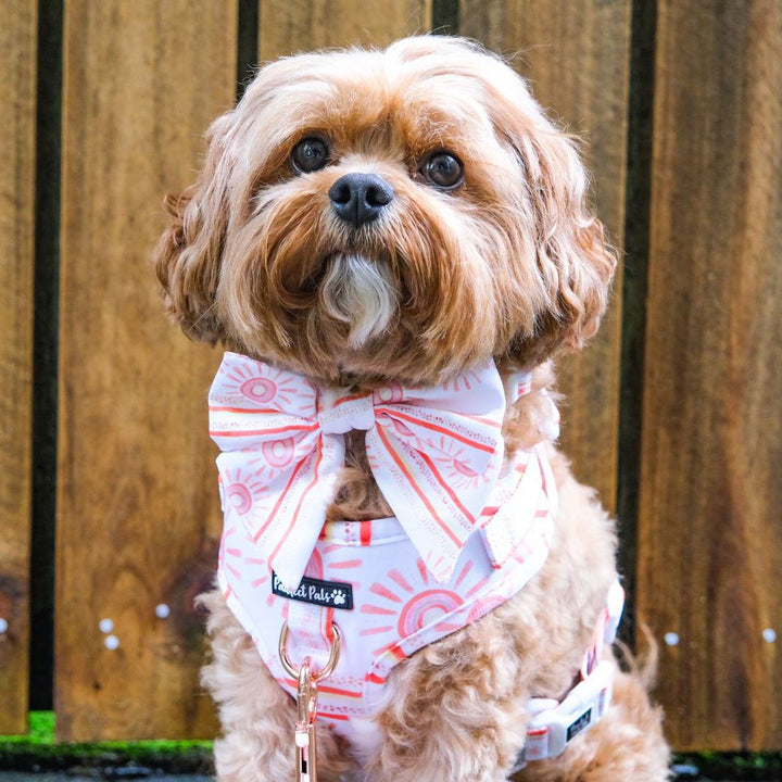AmbassaDOG Bertie in the Sunkissed no-pull adjustable harness, lead and sailor bow tie.