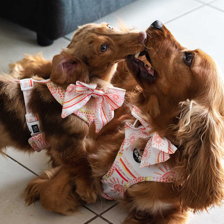 AmbassaDOGs Coco and Indie in Sunkissed sailor bow ties and reversible harnesses.