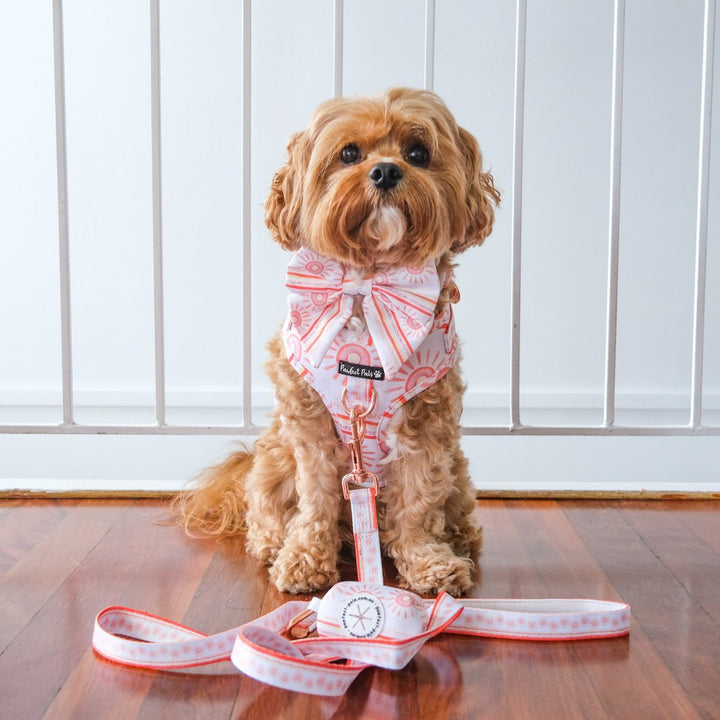 AmbassaDOG Bertie in the Sunkissed sailor bow tie, adjustable harness, soft lead and waste bag holder.