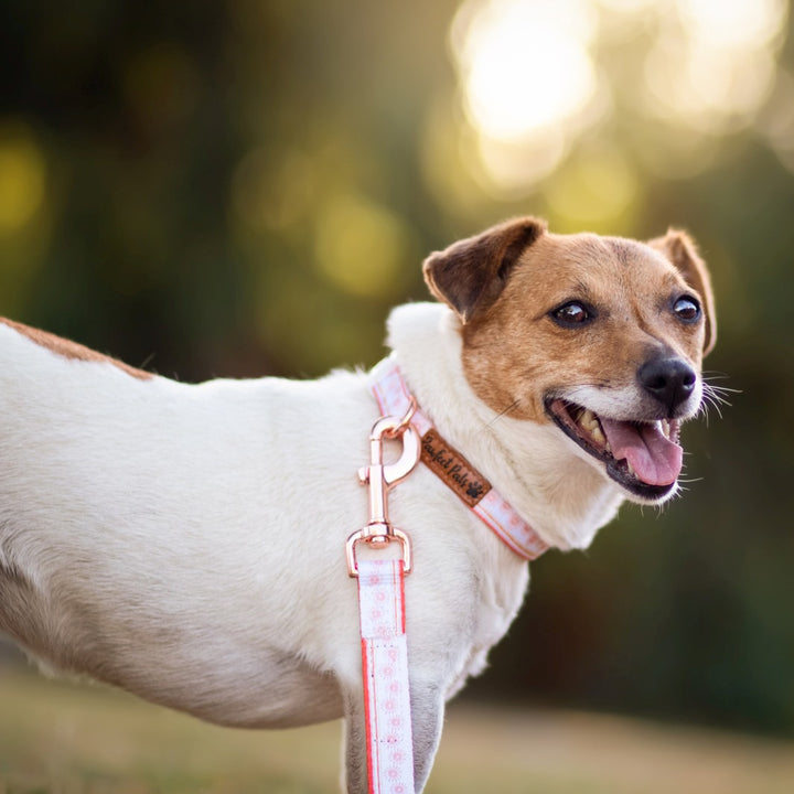 AmbassaDOG Holly in the Sunkissed soft collar and lead.