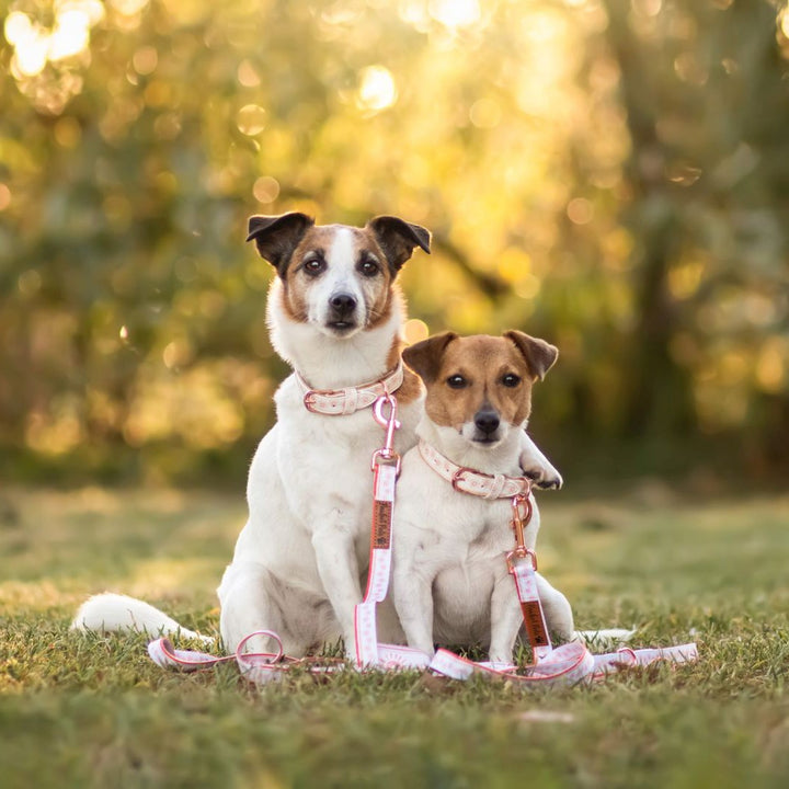 AmbassaDOGs The Two Jacks in the Sunkissed vegan leather collars and leads.