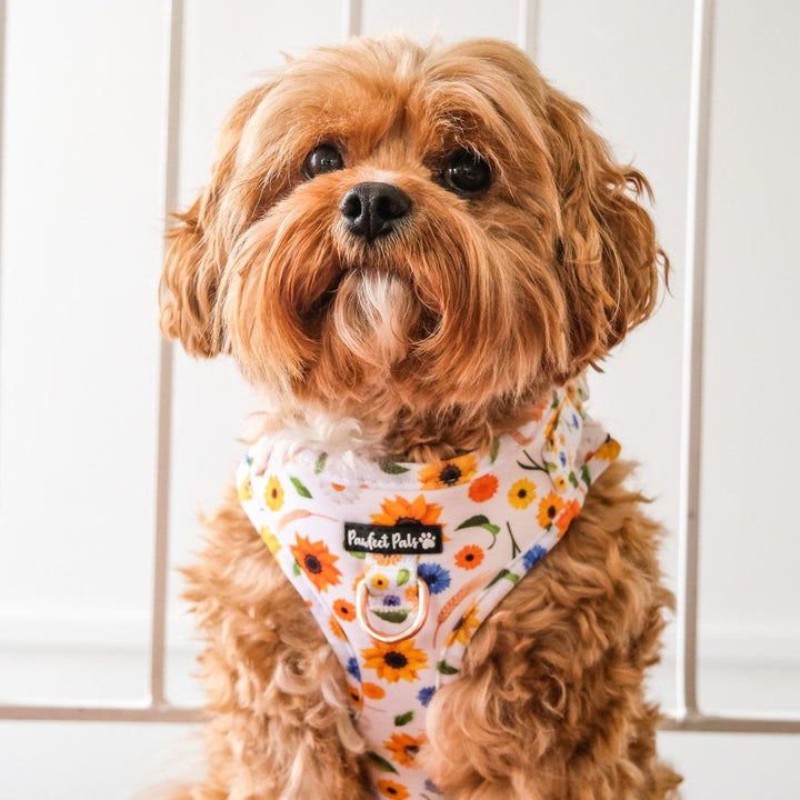 AmbassaDOG Bertie in the Sunshine on my Mind no-pull adjustable harness.