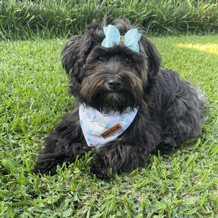 AmbassaDOG Piper in the Sunshine on my Mind - Birds bandana.