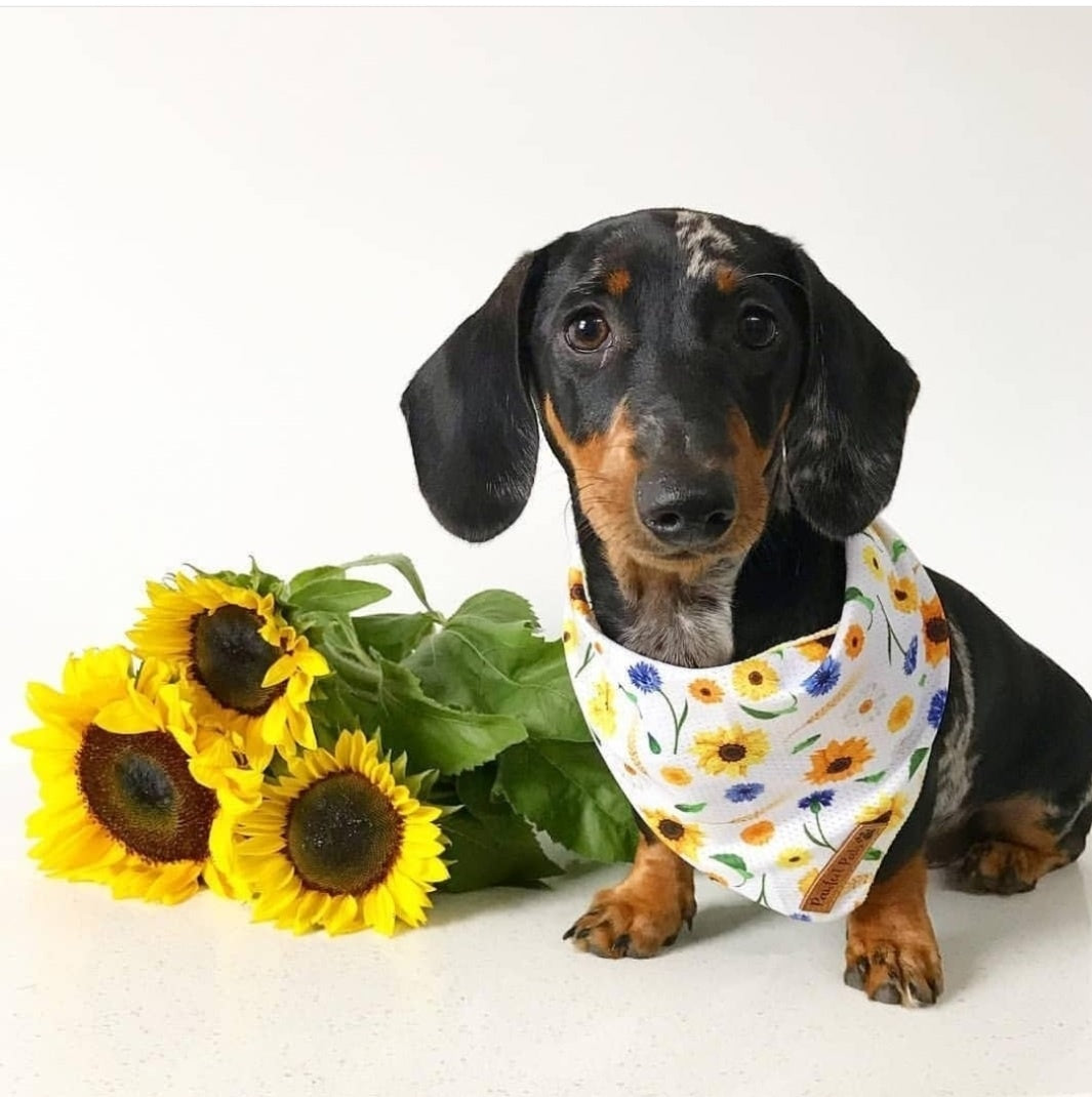 AmbassaDOG in the Sunshine on my Mind cooling bandana.