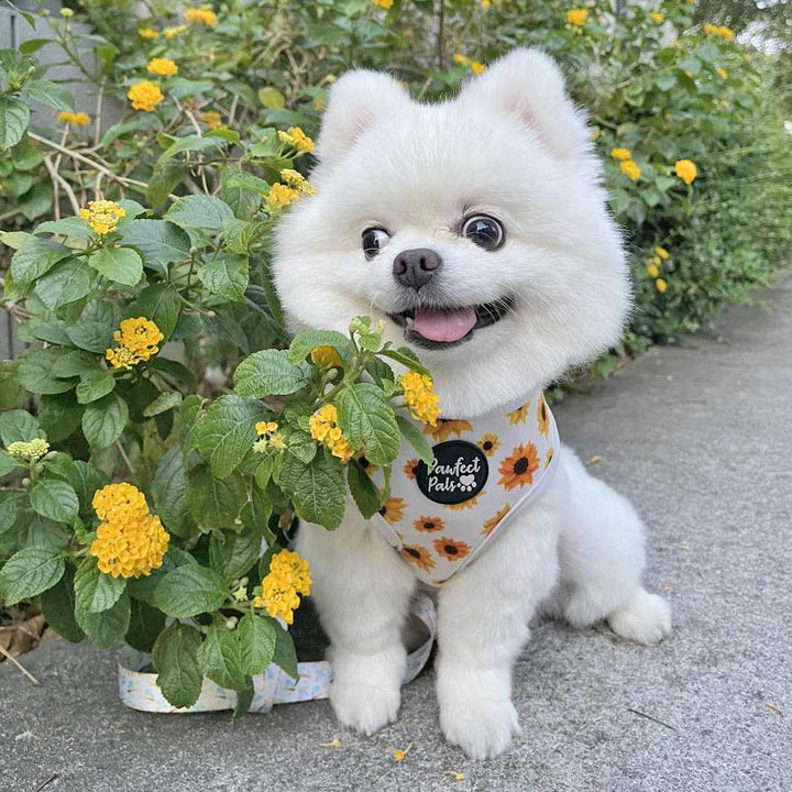 AmbassaDOG Uyu in the Sunshine on my Mind reversible harness.