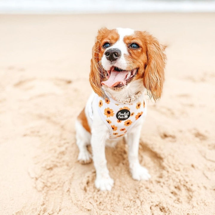 AmbassaDOG Cleo in the Sunshine on my Mind reversible harness.