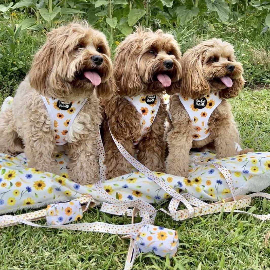 AmbassaDOGs The Cavoodle Sisters with Sunshine on my Mind vegan leather dog leads, reversible harnesses and waste bag holders.