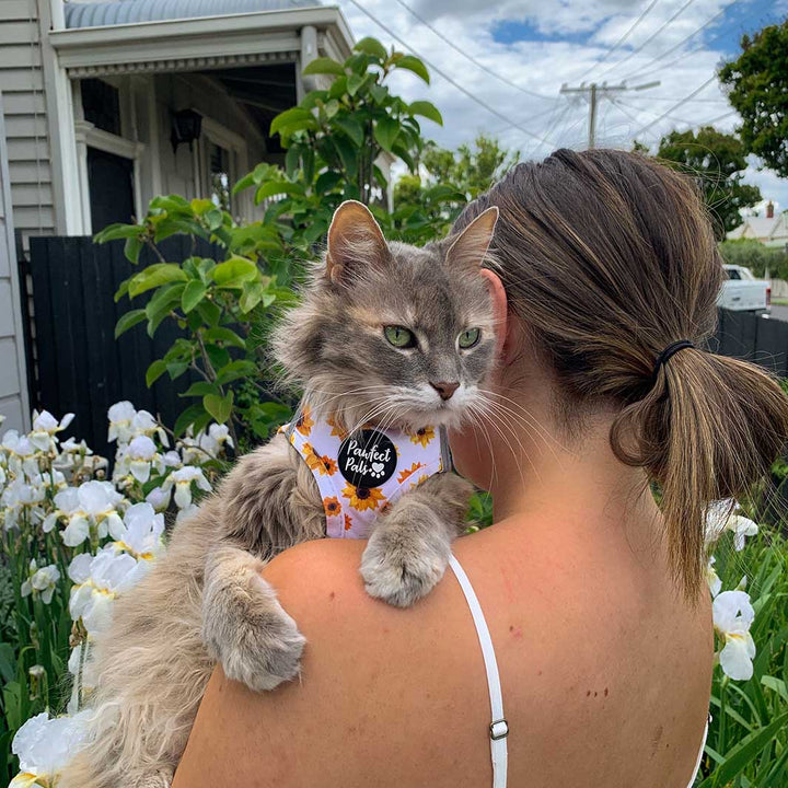 Lily in her Sunshine on my Mind cat harness.