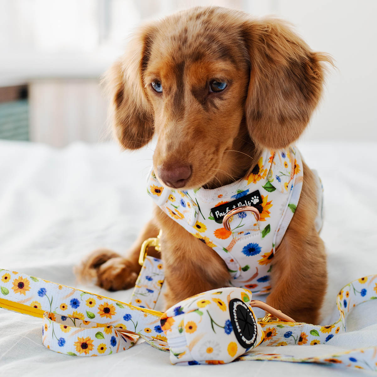 AmbassaDOG Coco in Sunshine on my Mind no-pull adjustable harness, sunflower lead and waste bag.