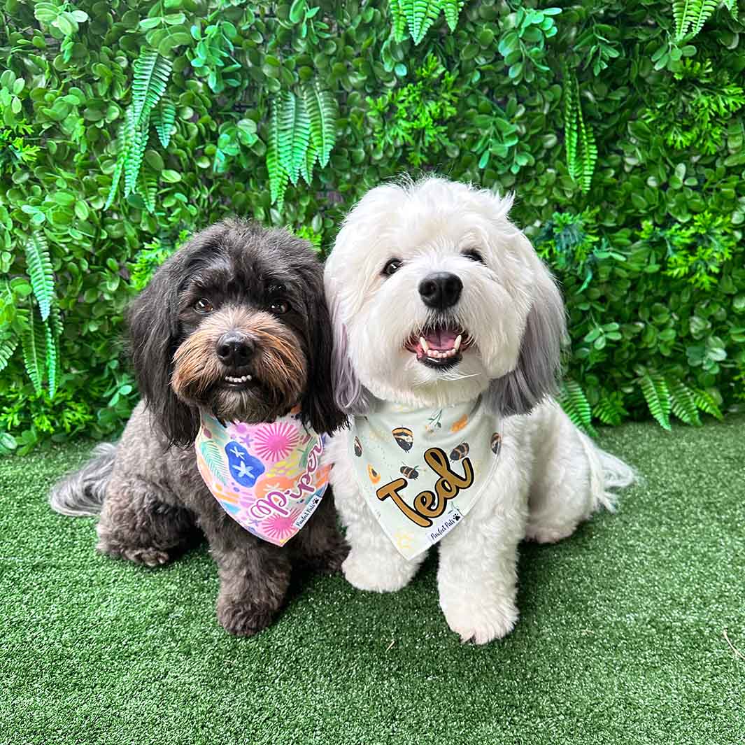 AmbassaDOG Ted in his Sweet Like Honey - Honey Bees personalised cotton bandana.