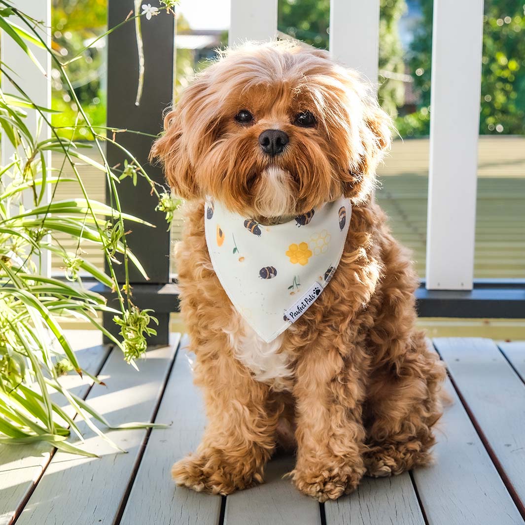 Bertie in Sweet Like Honey - Honey Bees bandana