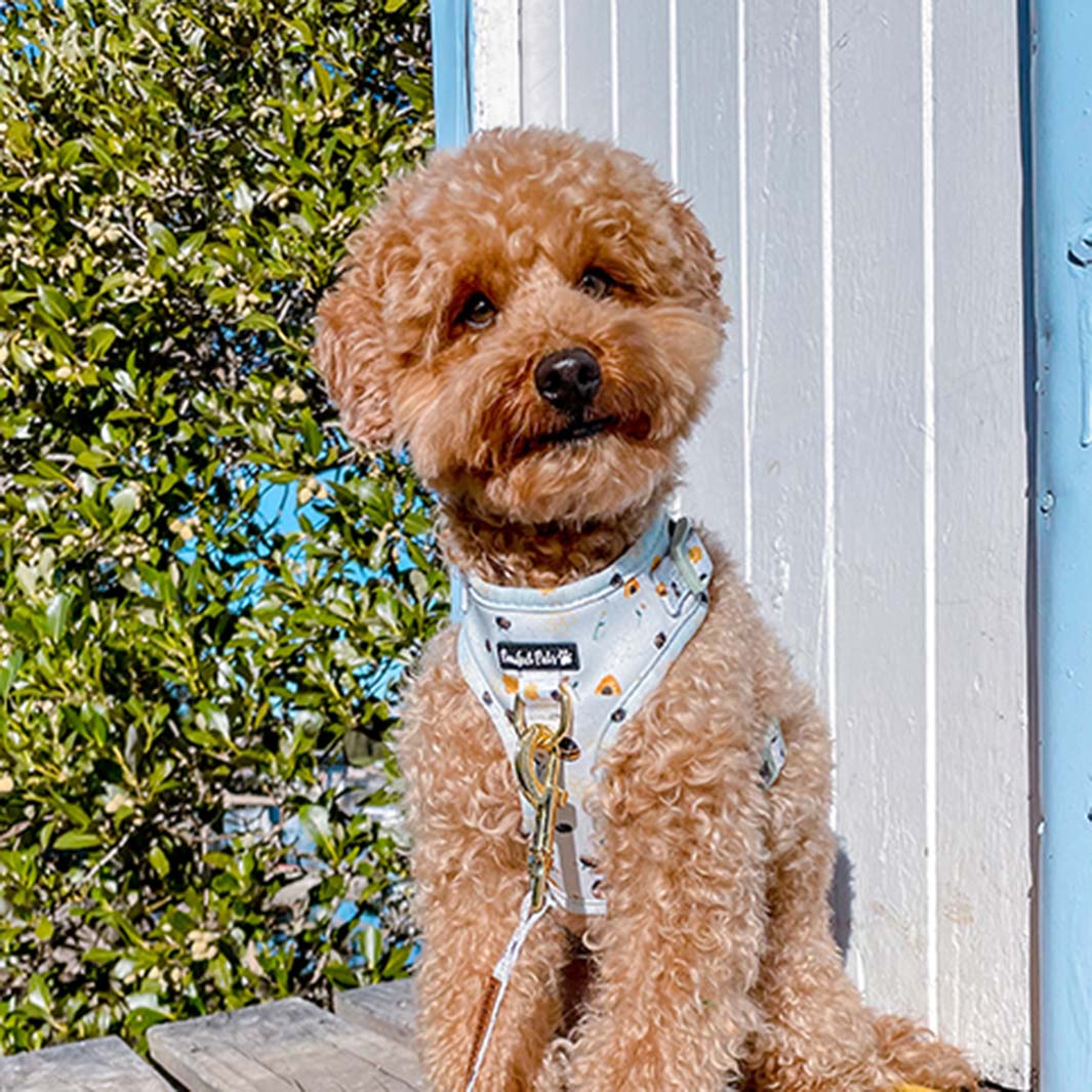 Sam in Sweet Like Honey - Honey Bees adjustable harness