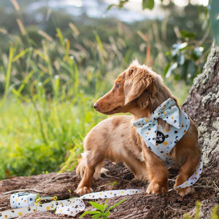 Coco in Sweet Like Honey - Honey Bees bow tie