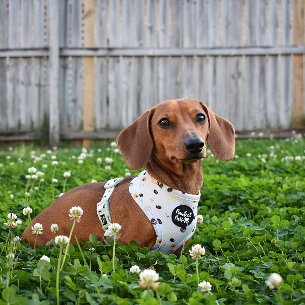 Sadie in Sweet Like Honey - Honey Bees reversible harness