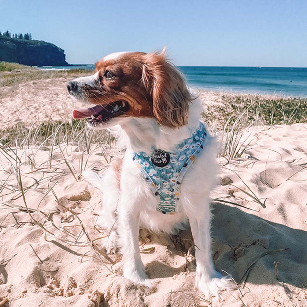 Cleo in Sweet Like Honey reversible harness