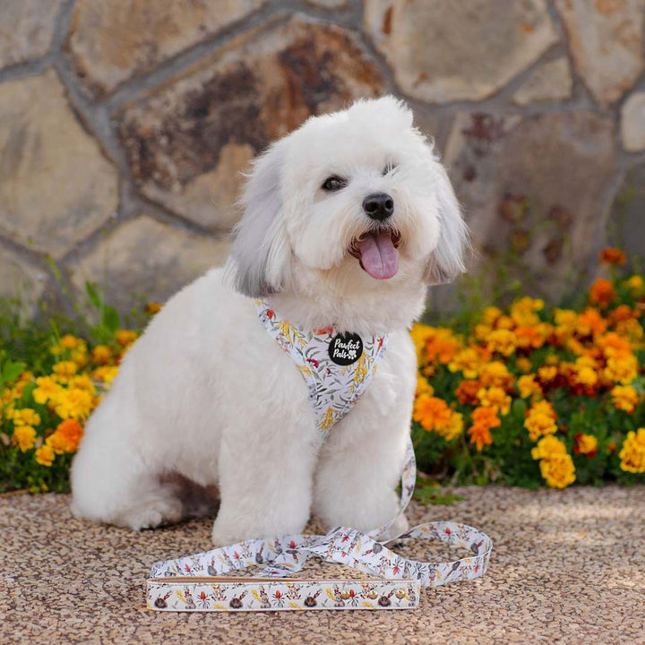 AmbassaDOG Ted in Australian Beauties vegan leather dog lead and reversible harness.