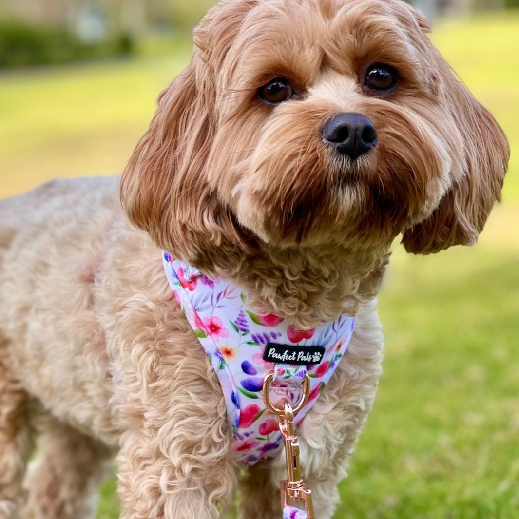 AmbassaDOG Daisy in the Think Pretty Thoughts no-pull adjustable harness.