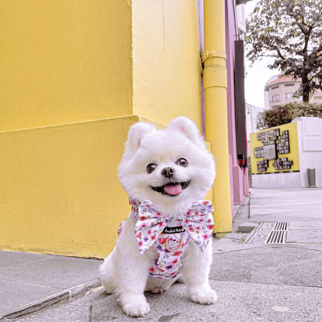 AmbassaDOG Uyu in the Think Pretty Thoughts no-pull adjustable harness and sailor bow tie.