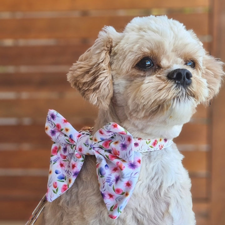 AmbassaDOG in the Think Pretty Thoughts - Bouquet collar, lead and sailor bow tie.
