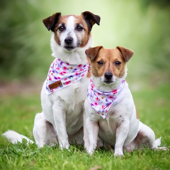 AmbassaDOGs The Two Jacks in Think Pretty Thouhgts - Bouquet cooling bandanas.