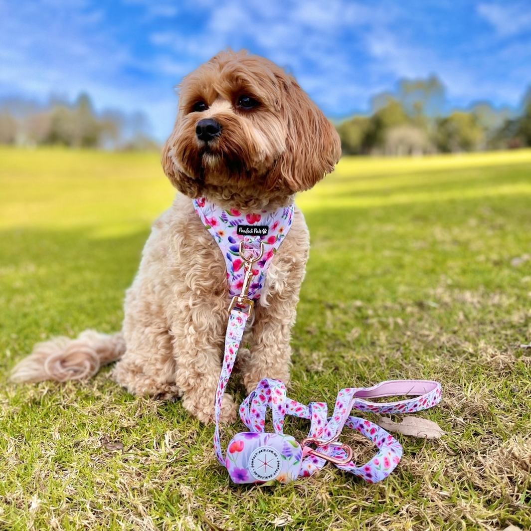 AmbassaDOG Mia with the Think Pretty Thoughts - Bouquet waste bag holder, no-pull adjustable harness and soft lead.