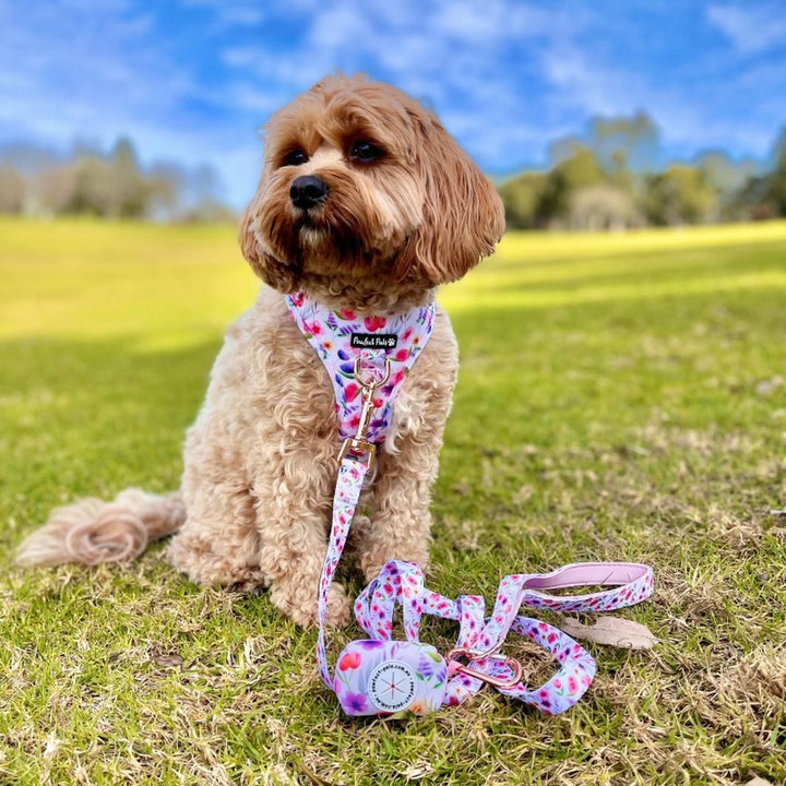 AmbassaDOG Mia with the Think Pretty Thoughts - Bouquet waste bag holder, no-pull adjustable harness and soft lead.