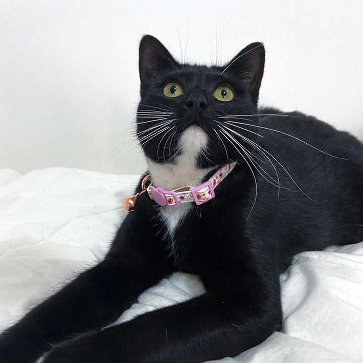 AmbassaCAT Comet in the Think Pretty Thoughts cat collar.