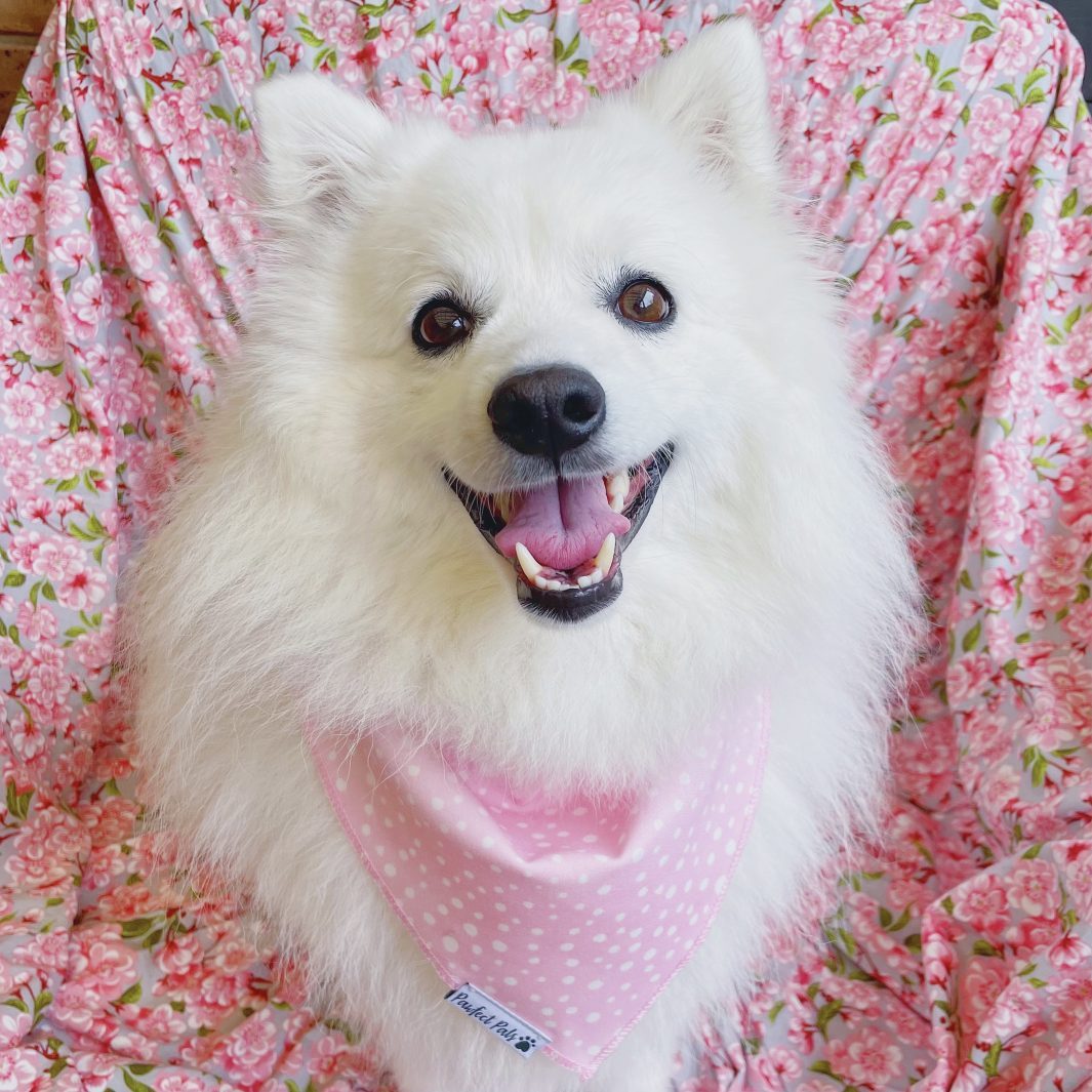 AmbassaDOG Kumo in the Think Pretty Thoughts - Pink Dots cotton bandana.