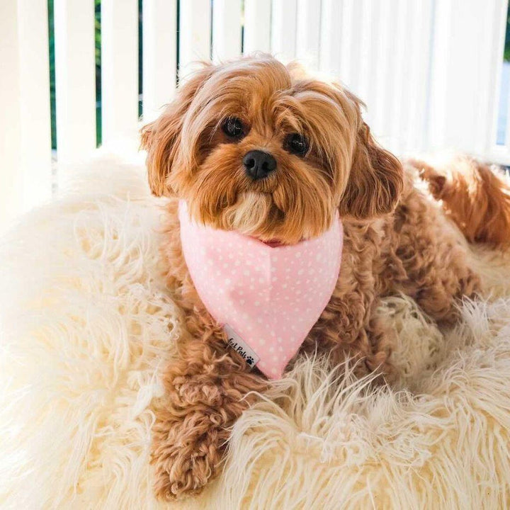 AmbassaDOG Bertie in the Think Pretty Thoughts - Pink Dots cotton bandana.