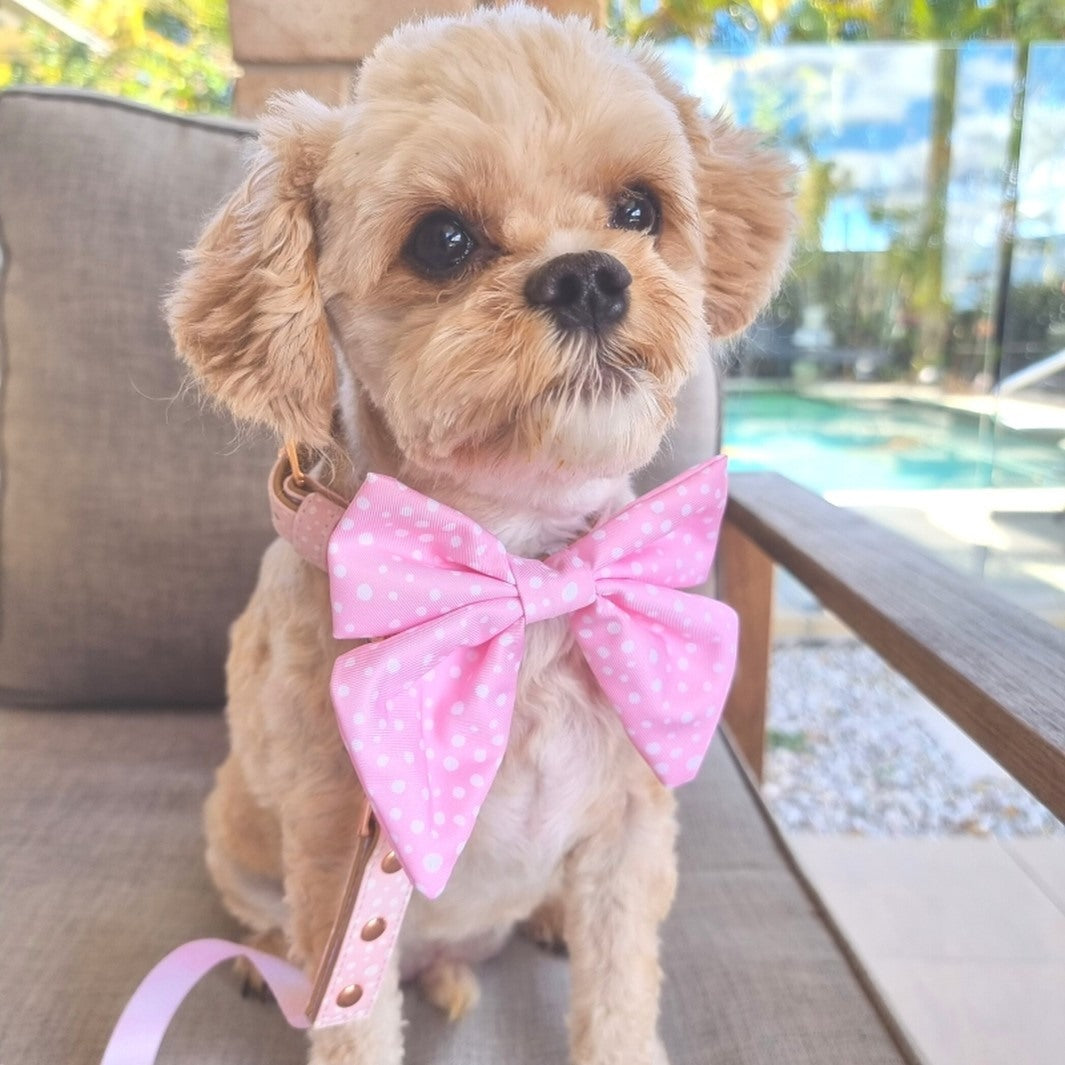 AmbassaDOG in the Think Pretty Thoughts - Pink Dots sailor bow tie, collar and lead.