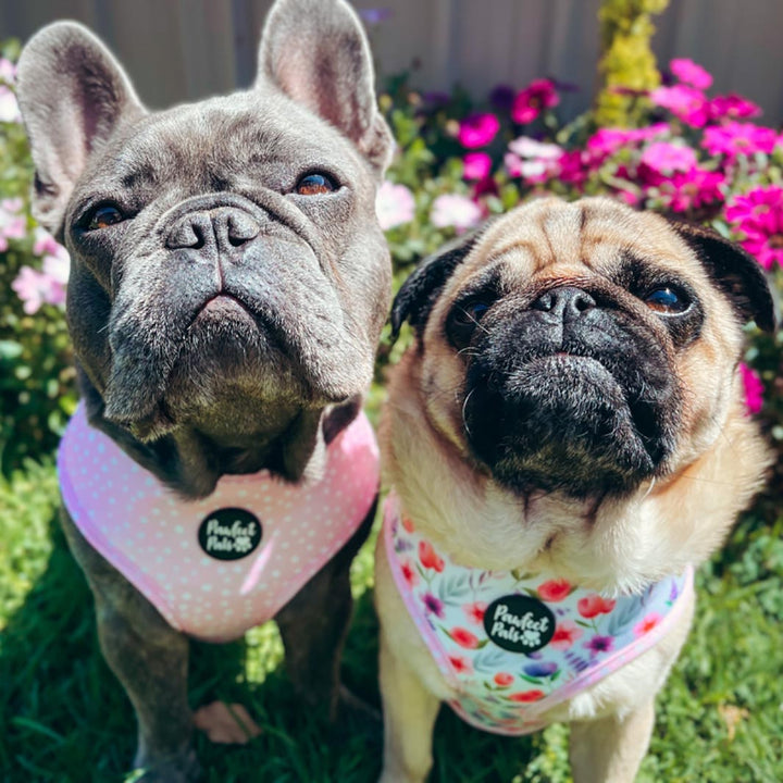 AmbassaDOGs in the Think Pretty Thoughts reversible harness.