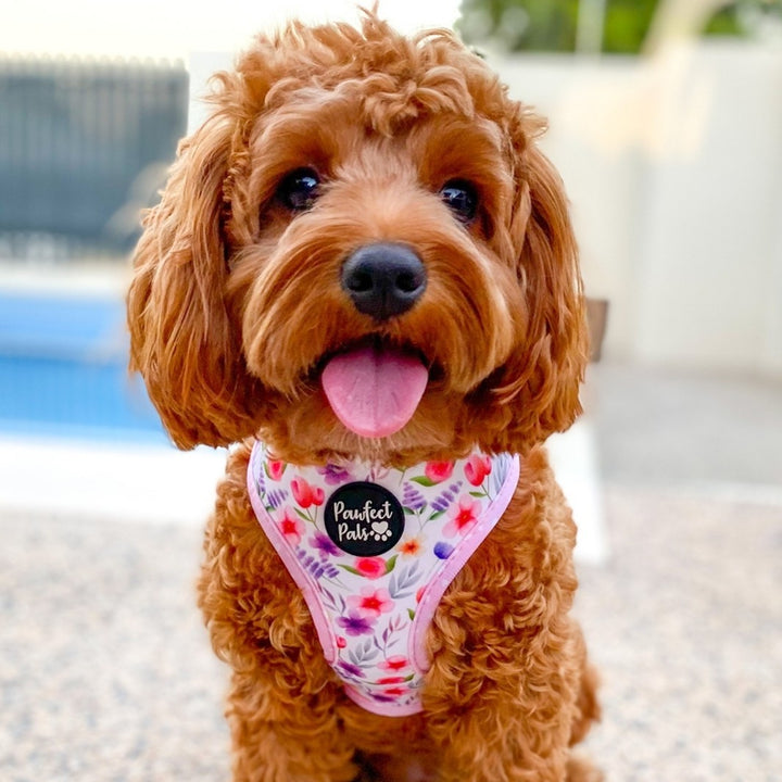 AmbassaDOG in the Think Pretty Thoughts reversible harness.