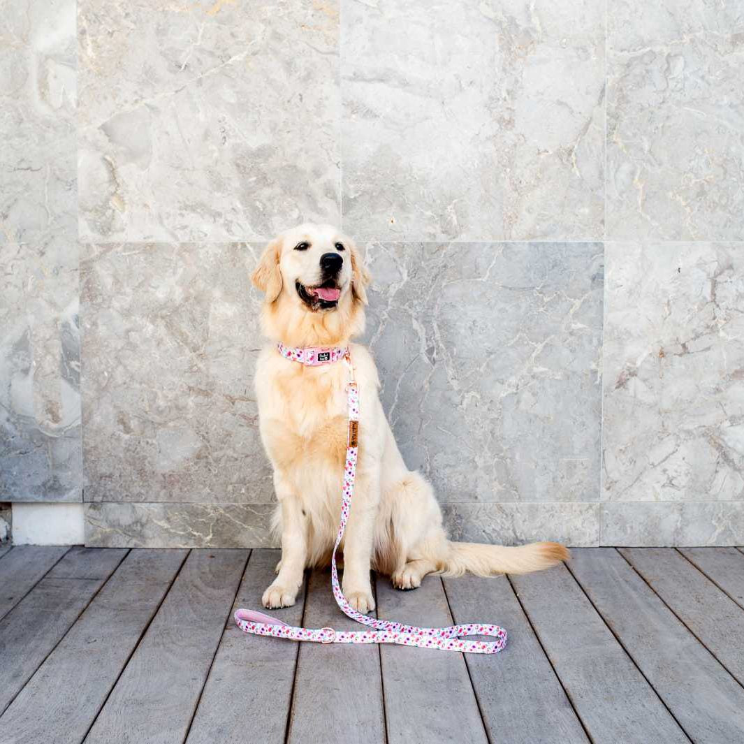 AmbassaDOG wearing the Think Pretty Thoughts soft collar and soft lead.