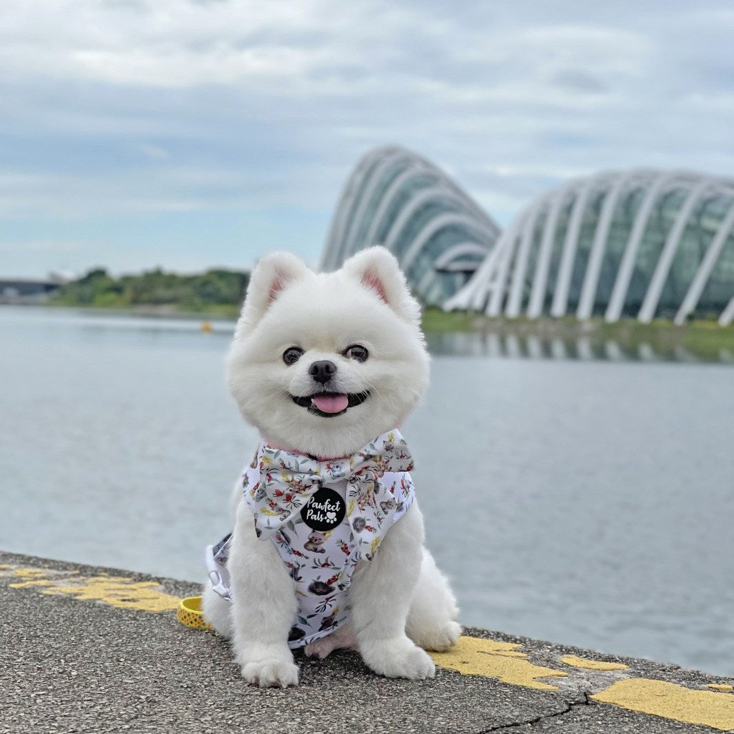 AmbassaDOG Uyu in Australian Beauties reversible harness and bow tie.