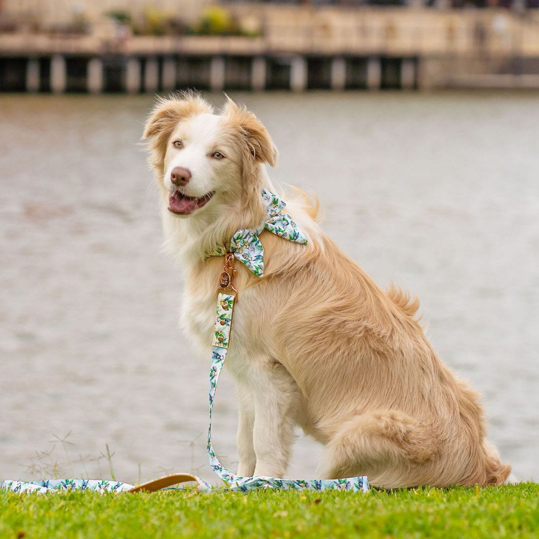 AmbassaDOG in the Wild One bow tie, collar and lead.