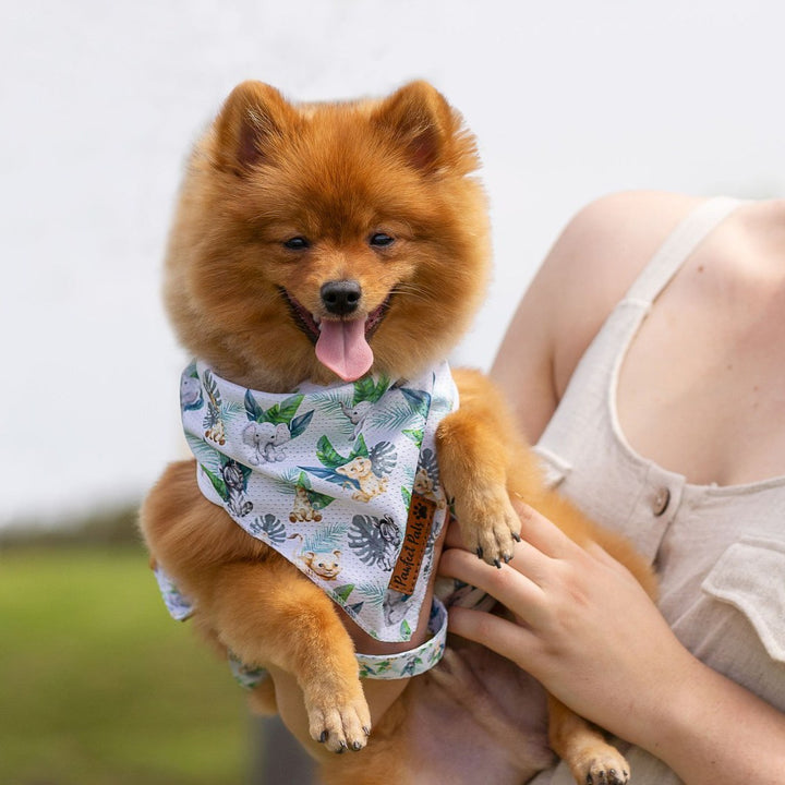 AmbassaDOG in the Wild One cooling bandana, reversible harness and lead.