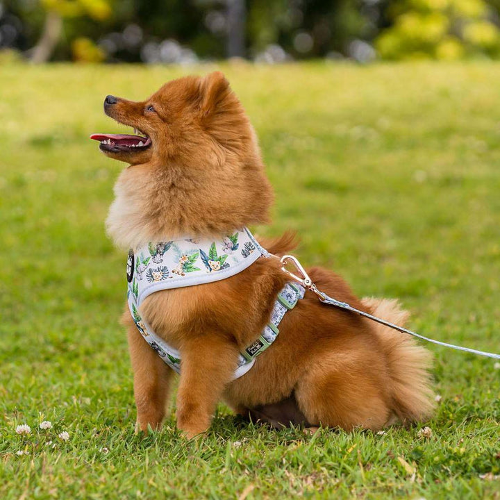 AmbassaDOG in the Wild One reversible harness and lead.