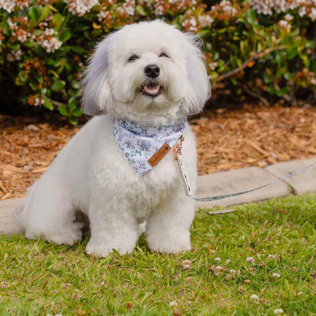 AmbassaDOG Ted in the Wild One - Elephant cooling bandana and lead.