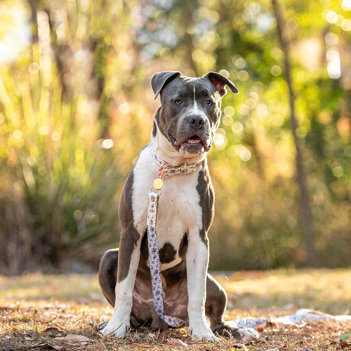 AmbassaDOG Hercules in the Wild One - Elephant collar and lead.