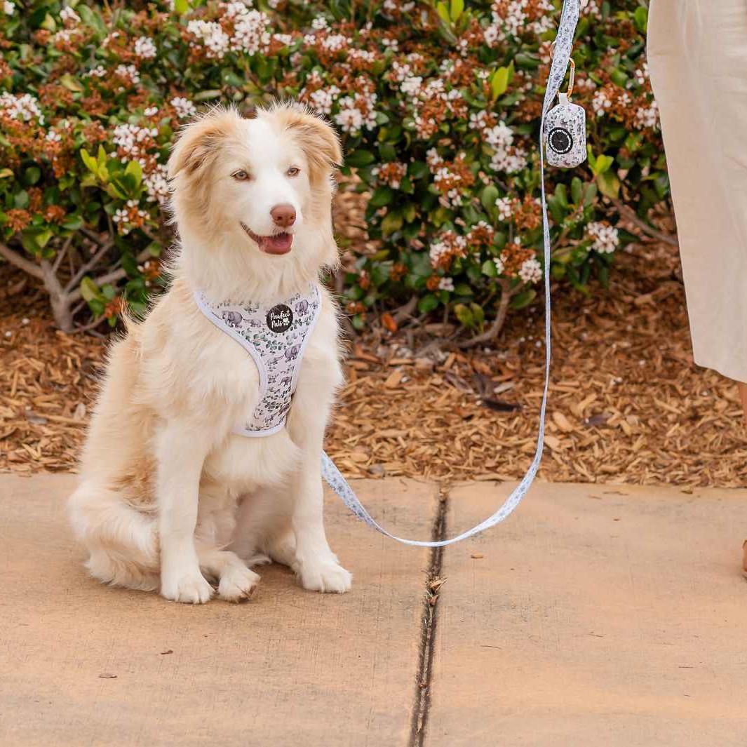 AmbassaDOG in the Wild One - Elephant soft lead, reversible harness and waste bag holder.