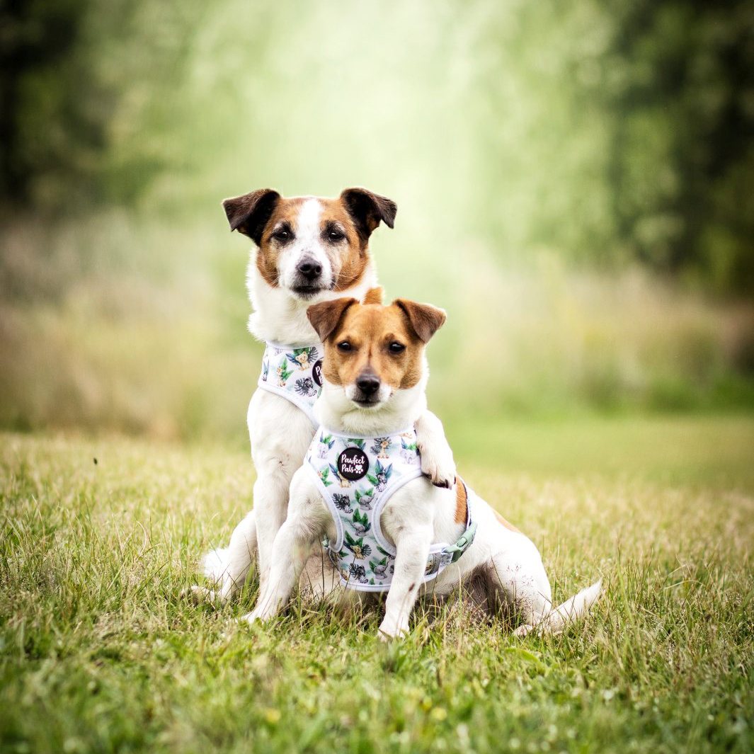 AmbassaDOGs The Two Jacks in Wild One reversible harnesses.