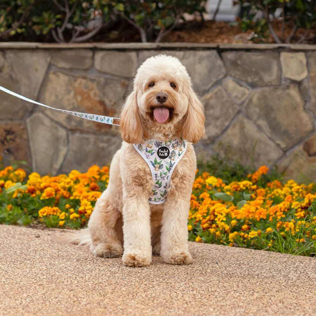 AmbassaDOG in the Wild One soft lead and reversible harness.