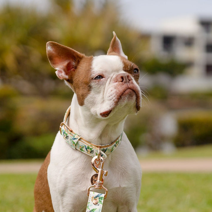 AmbassaDOG in the Wild One collar and lead.